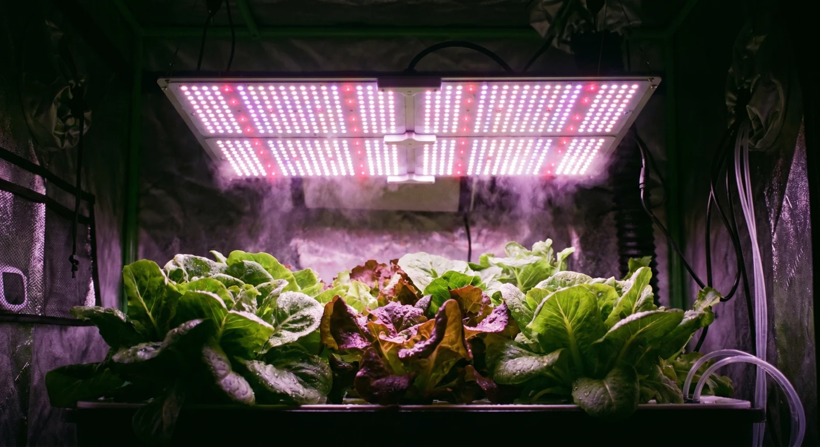 Leafy greens growing beneath an indoor grow light.